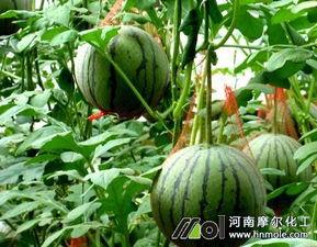 吃瓜技术含量 第2张 吃瓜技术含量 第2张